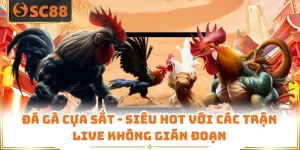 Đá Gà Cựa Sắt - Siêu Hot Với Các Trận Live Không Gián Đoạn